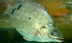 石斑魚是淡水魚嗎？石斑魚有哪些種類？