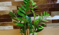 盆栽金錢樹怎么養(yǎng)？