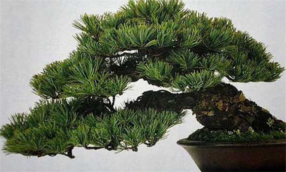 盆栽五針?biāo)稍趺答B(yǎng)？