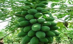 木瓜種植條件主要有哪些？