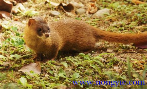 黃鼠狼是國家保護(hù)動(dòng)物嗎？