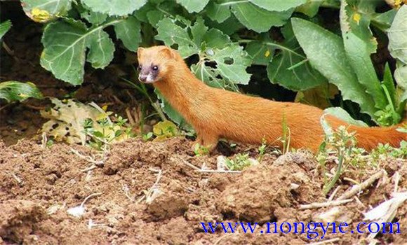 黃鼠狼對人類有害嗎？