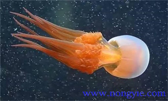 海蜇是水母嗎？