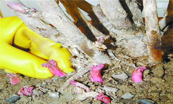 牡丹花的種植方法，牡丹花的種植和養(yǎng)護(hù)要領(lǐng)