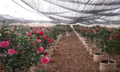 北方茶花的養(yǎng)殖方法與技術(shù)