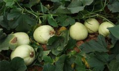 大棚白蘭瓜栽培技術要點