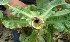 萵筍空心了還能吃嗎，萵筍空心是怎么回事？