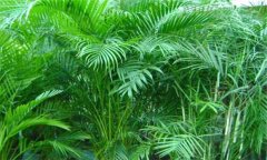 散尾葵和鳳尾竹的區(qū)別 盆栽散尾葵怎么養(yǎng)？