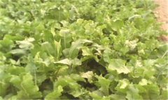 什么是辣根，辣根是一種什么植物