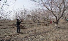 杏樹春季管理技術(shù)要點 春季杏樹種植管理方法