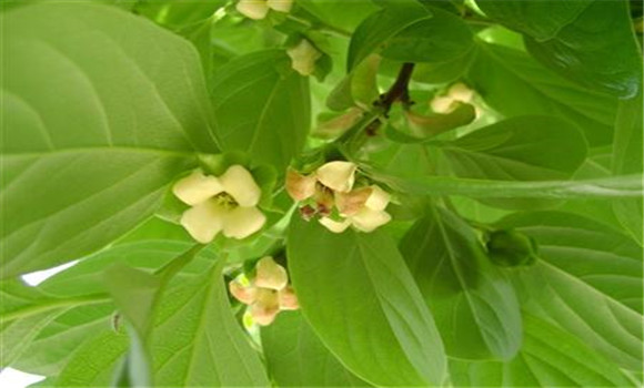 提高柿子樹(shù)坐果率的小竅門(mén)