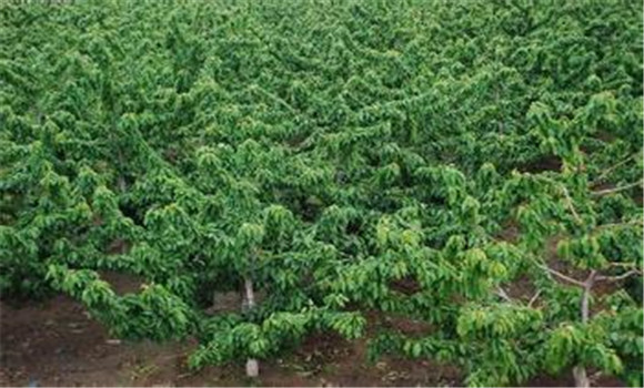 疏除交叉枝和回縮更新衰弱枝