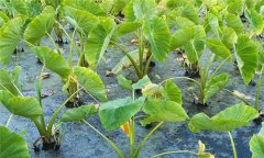 香芋種植時(shí)間與種植要點(diǎn)