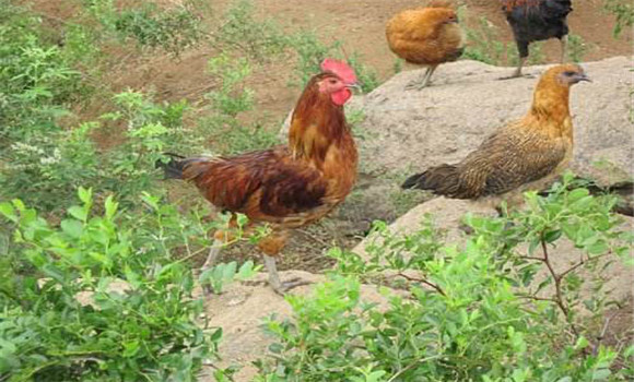 種雞的飼養(yǎng)