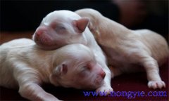 仔狗是什么意思，仔狗喂養(yǎng)注意什么？