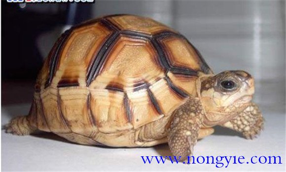 陸龜會(huì)游泳嗎？