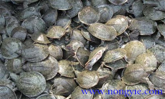 池塘養(yǎng)鱉技術(shù)要點(diǎn)，養(yǎng)鱉需要注意什么