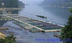 魚類氨氮中毒、藥害及泛塘的差別及解救方法