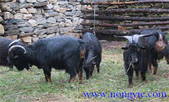 黑山羊種羊的選擇標(biāo)準