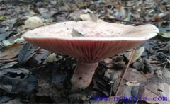 什么是雁鵝菌？雁鵝菌的人工培育與栽培技術(shù)