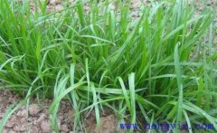 畜牧草有哪幾種？各有什么特點(diǎn)與生產(chǎn)優(yōu)勢(shì)？