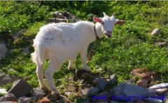 羊不吃食是什么原因?qū)е碌模绾谓鉀Q？