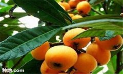 枇杷施肥時間、需肥特點及主要技術(shù)要求須知