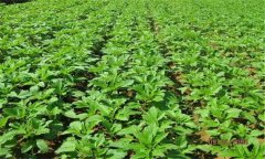 芝麻施肥技術(shù)要點 芝麻如何施肥能高產(chǎn)