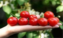 圣女果種植時間 圣女果的種植方法和技術要求