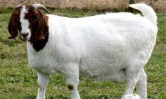 羊胃腸炎的癥狀有哪些，如何防治，用什么藥?