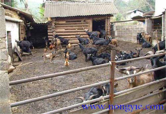 發(fā)展養(yǎng)羊生產(chǎn)成本低、飼料轉(zhuǎn)化快