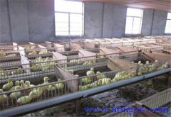 鵝場(chǎng)育雛室溫度多少合適、育雛室怎么消毒