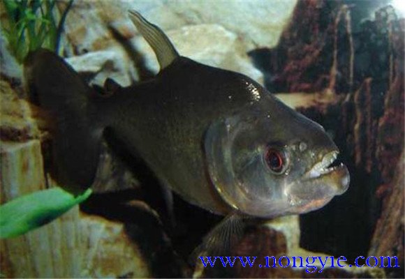 虎魚怎么養(yǎng)最好？