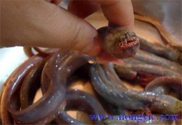 紅狼牙鰕虎魚能吃嗎？