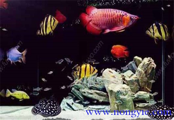 虎魚能和龍魚混養(yǎng)嗎？