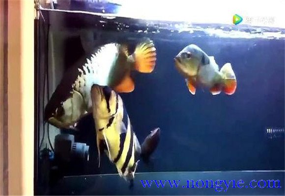 虎魚和龍魚怎么混養(yǎng)？