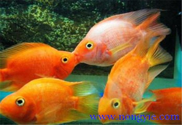 接吻魚吃什么食物