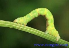 造橋蟲的防治方法 造橋蟲用什么藥治好？