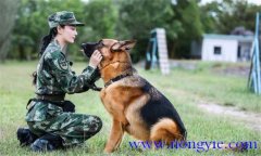 訓(xùn)犬應(yīng)遵循什么樣的基本原則，聽從什么忠告