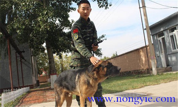 訓犬員必須準確掌握的四大訓練要領(lǐng)