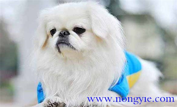 北京犬有何外貌特征和生活、性格特征