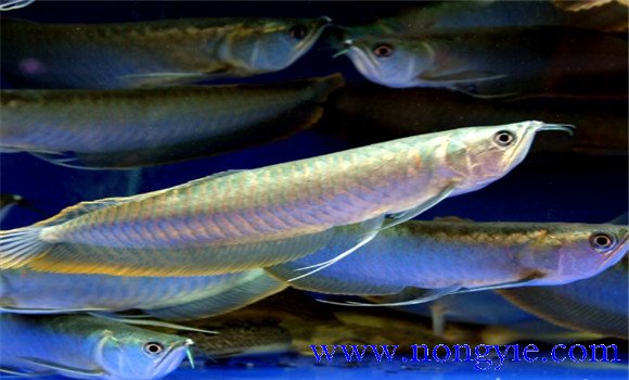 銀龍魚能長多大？