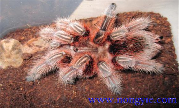 火玫瑰蜘蛛怎么養(yǎng)？