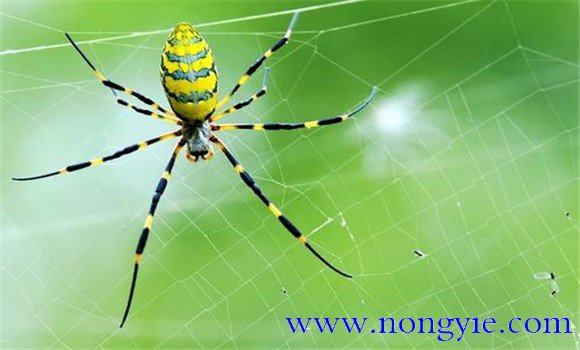 蜘蛛是昆蟲嗎？