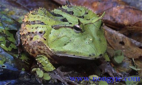 角蛙好養(yǎng)嗎？