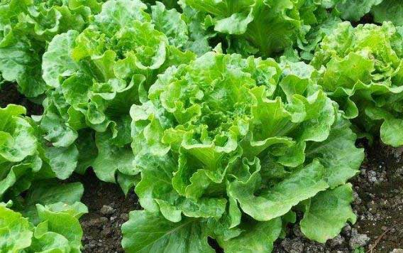 生菜種植時間是什么時候