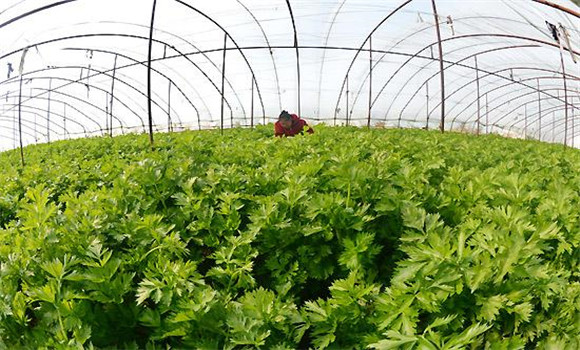 芹菜爛心打什么藥，怎樣防治
