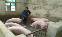 豬偽狂犬病的癥狀、危害及診斷要點(diǎn),怎么治療