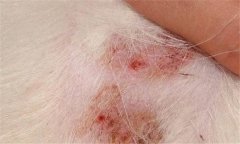 犬疥螨病怎么治療 疥螨病用什么藥？