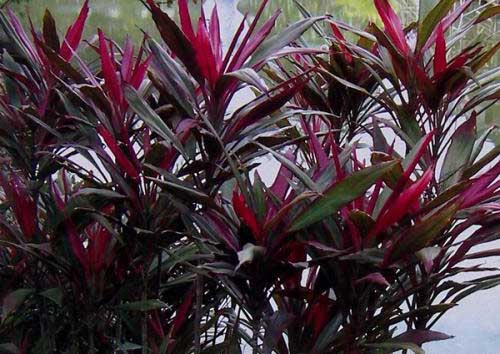 朱蕉怎么養(yǎng)